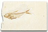 Detailed Fossil Fish (Diplomystus) - Wyoming #357559-1